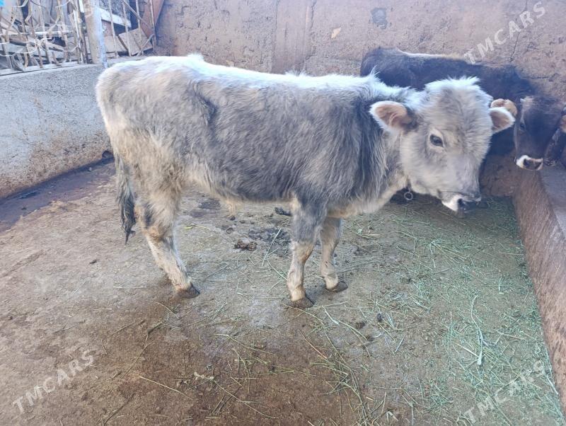 2 öküz - Bagyr - img 2