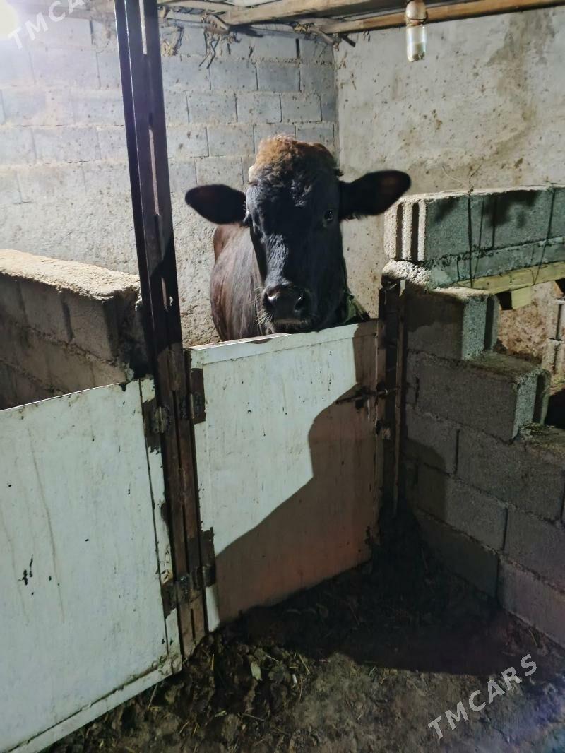 okuz - Ашхабад - img 4