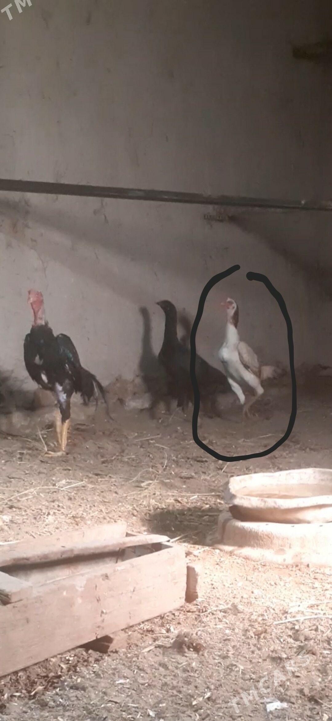 kuruk tawuk - Şabat etr. - img 3