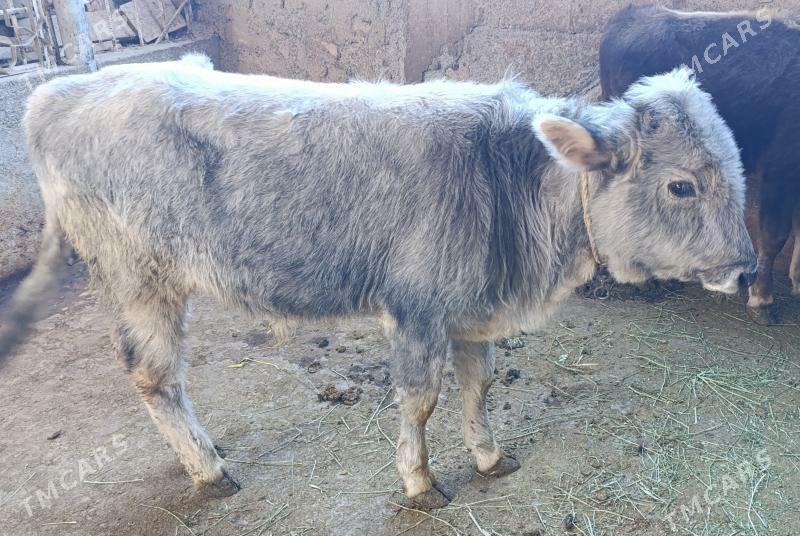 2 öküz - Bagyr - img 5