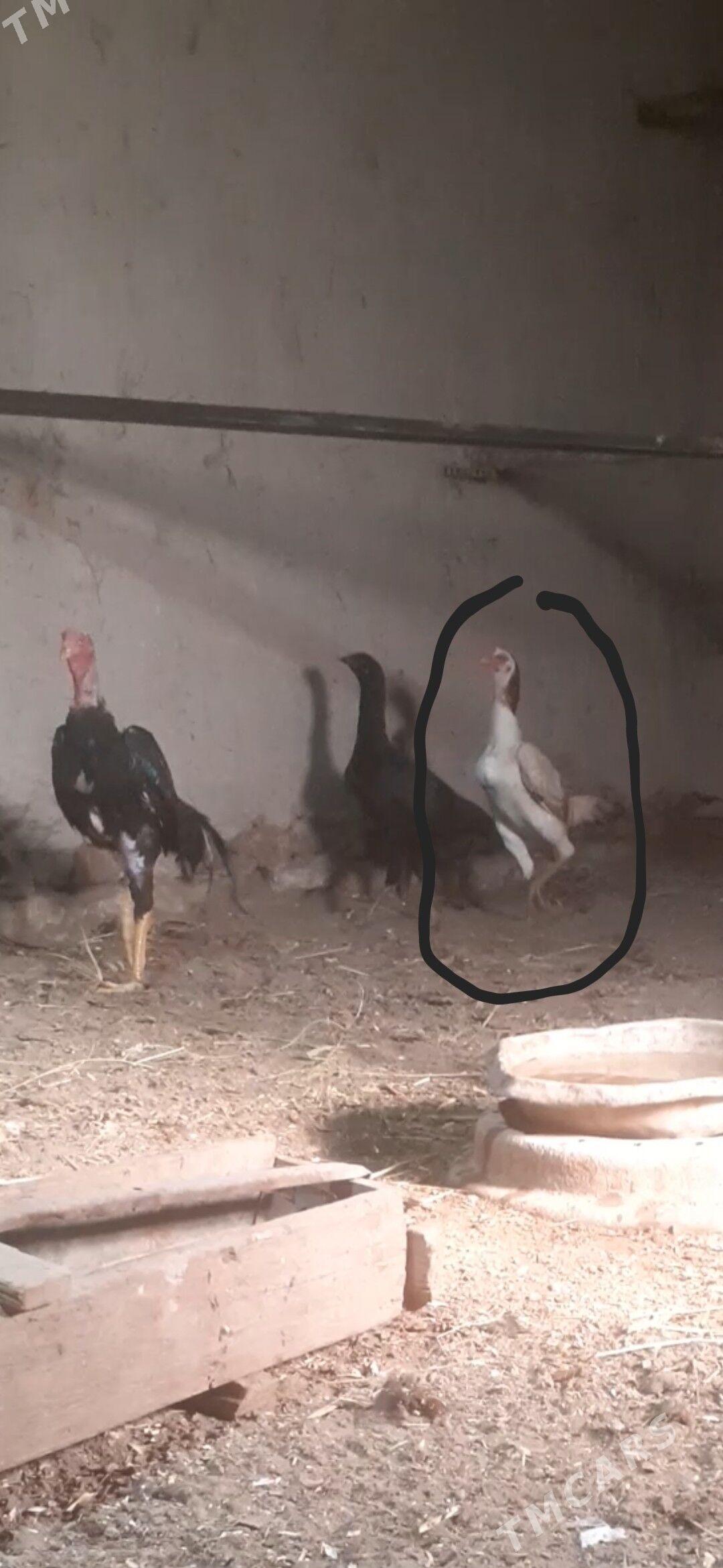 kuruk tawuk - Şabat etr. - img 2