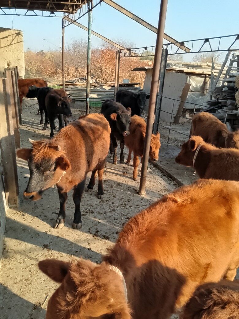 unajyn okuzler - Дянев - img 2