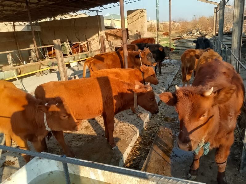 unajyn okuzler - Дянев - img 1