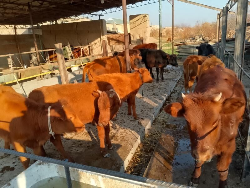 unajyn okuzler - Дянев - img 4