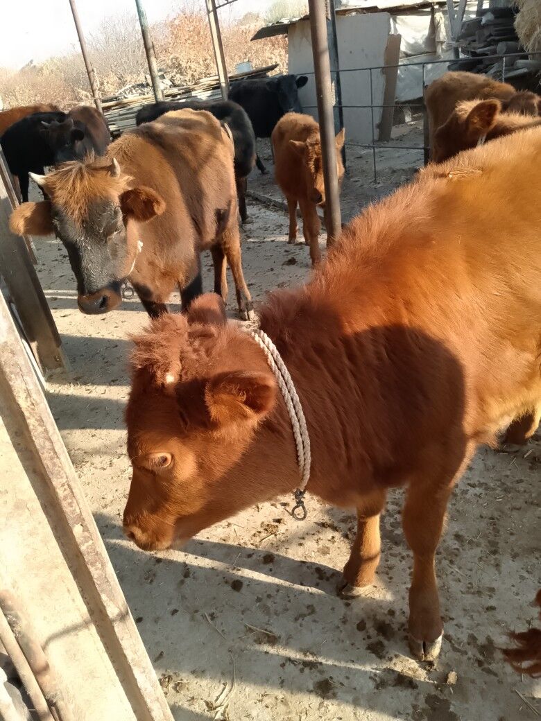 unajyn okuzler - Дянев - img 3