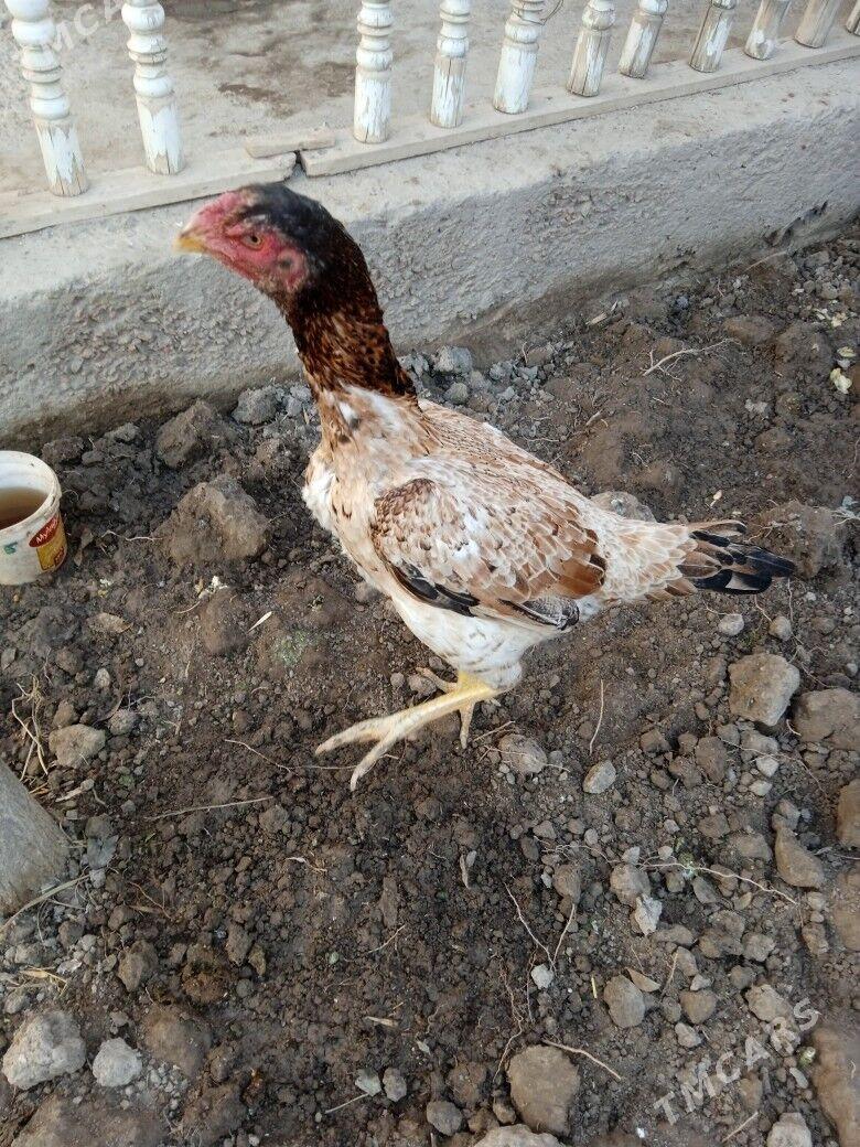 towuk - Daşoguz - img 2