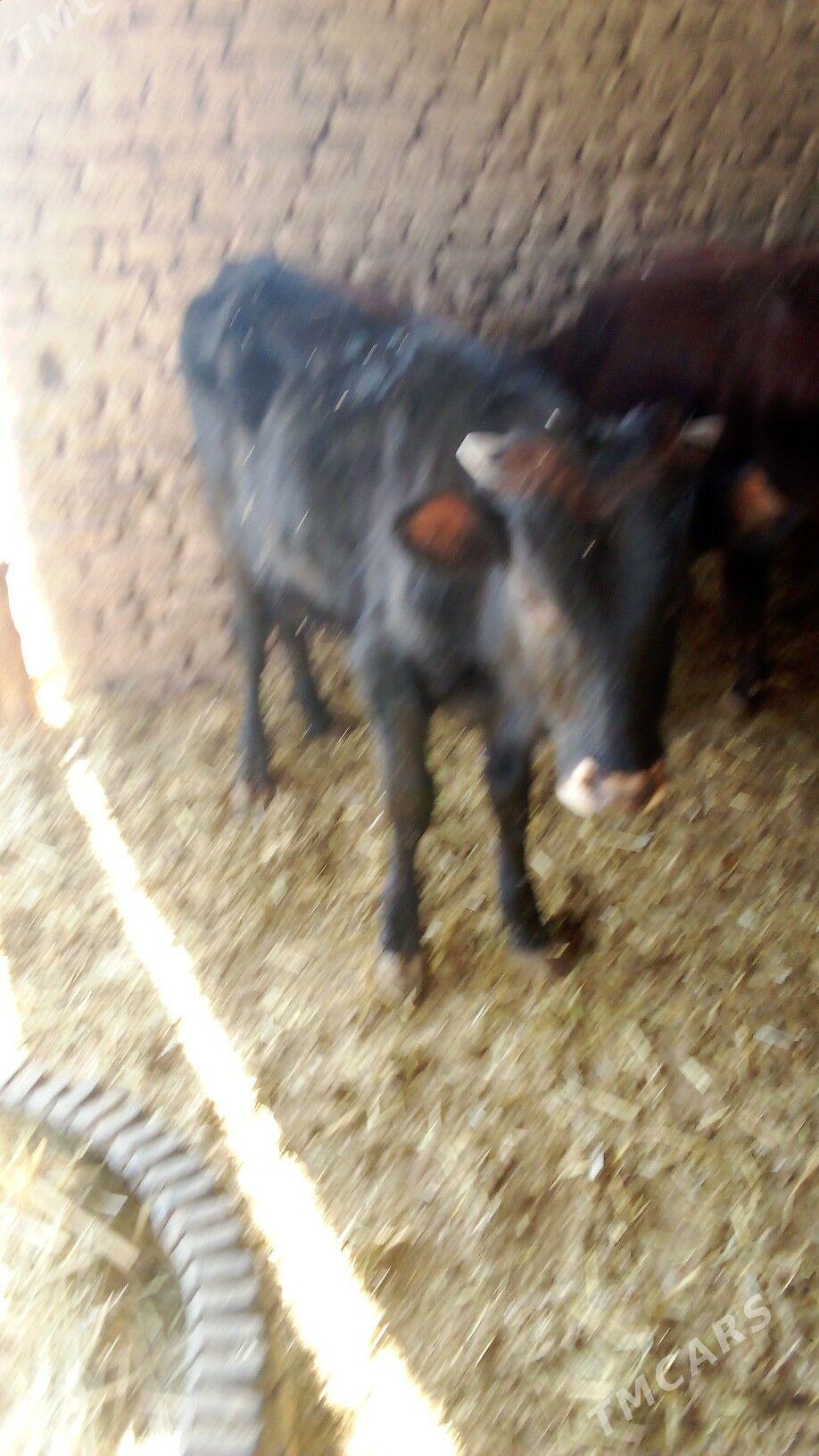 okiz - Sakarçäge - img 6