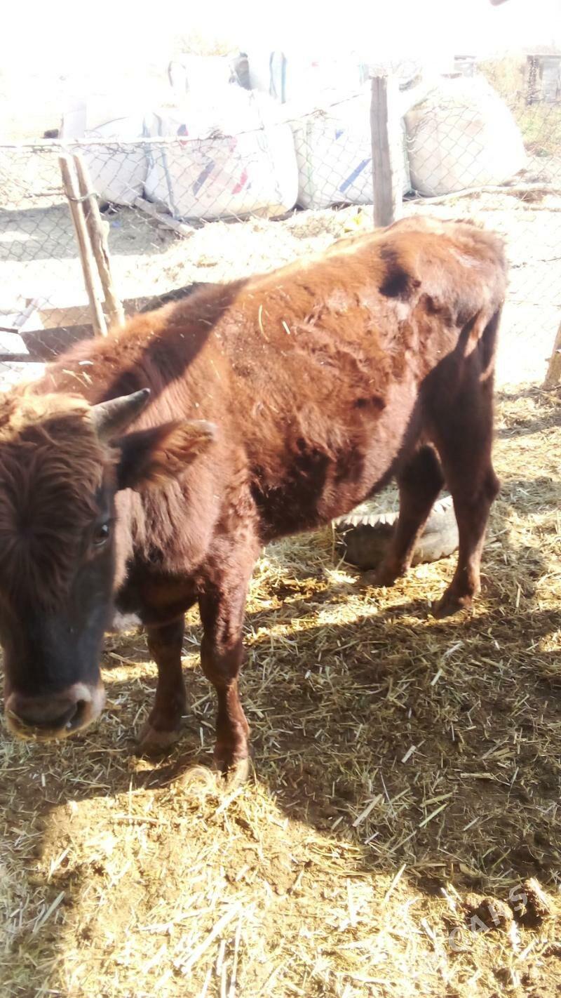 okiz - Sakarçäge - img 2