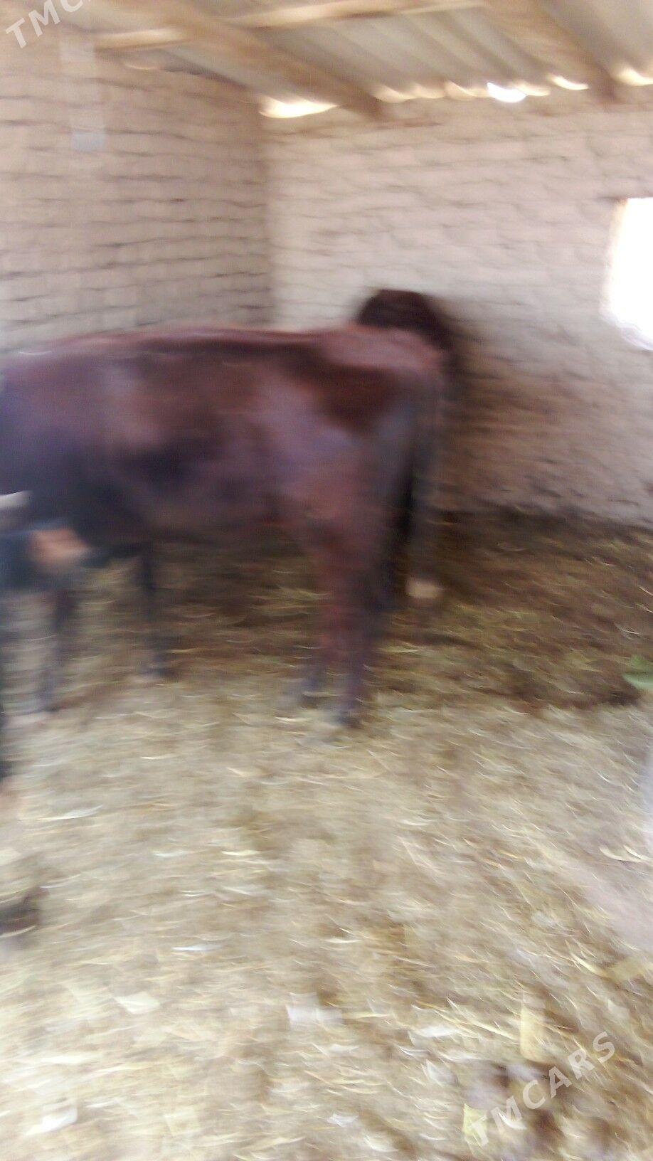 okiz - Sakarçäge - img 10