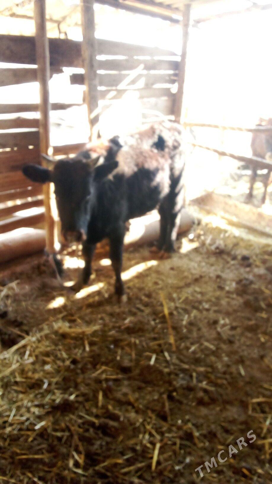 okiz - Sakarçäge - img 7