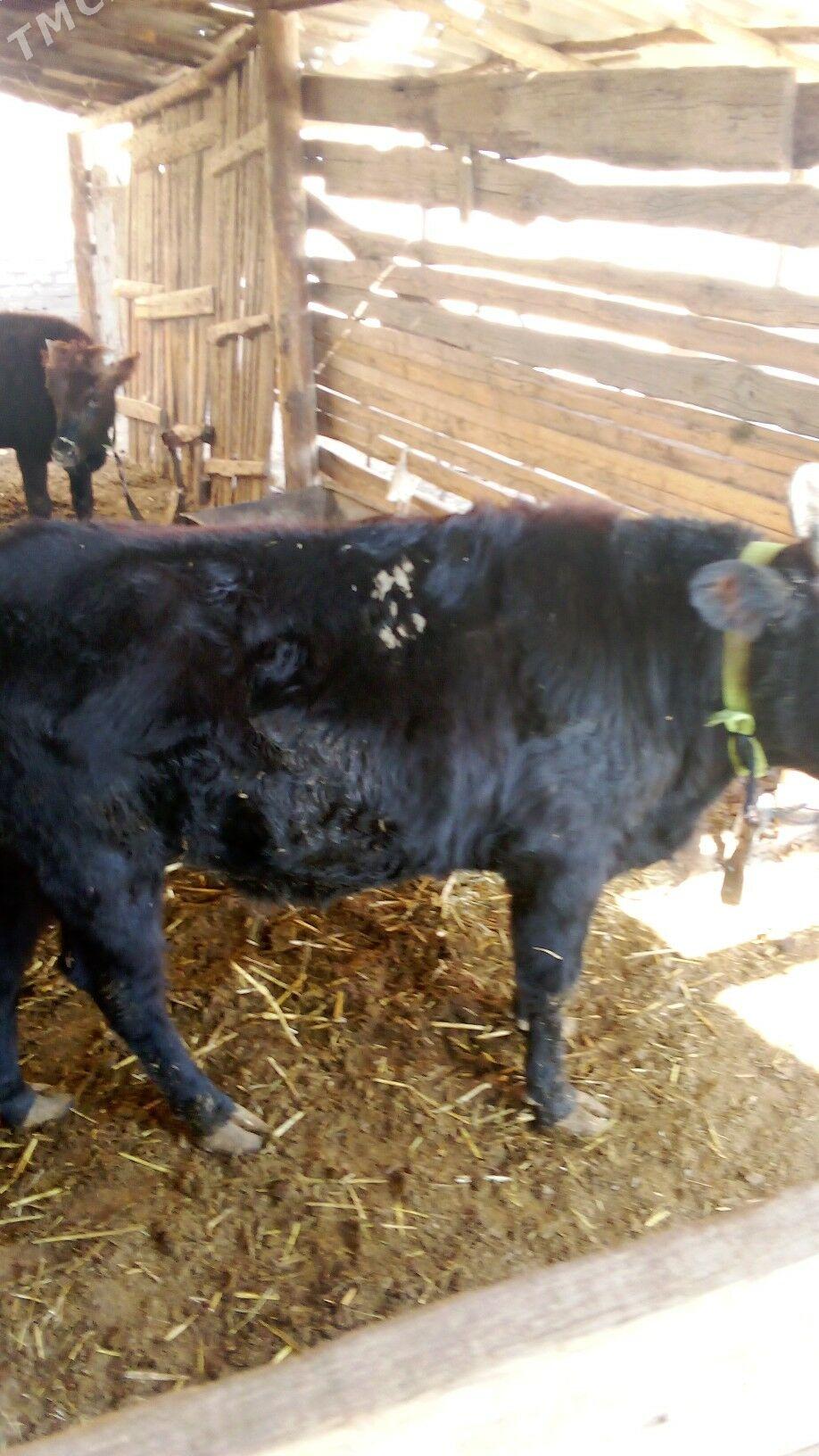 okiz - Sakarçäge - img 5