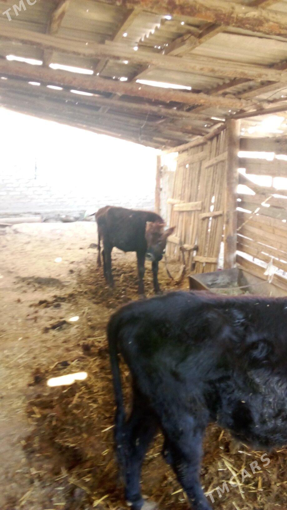 okiz - Sakarçäge - img 4