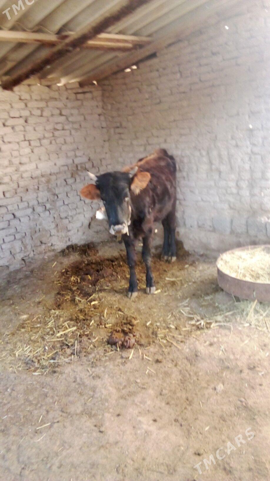 okiz - Sakarçäge - img 9