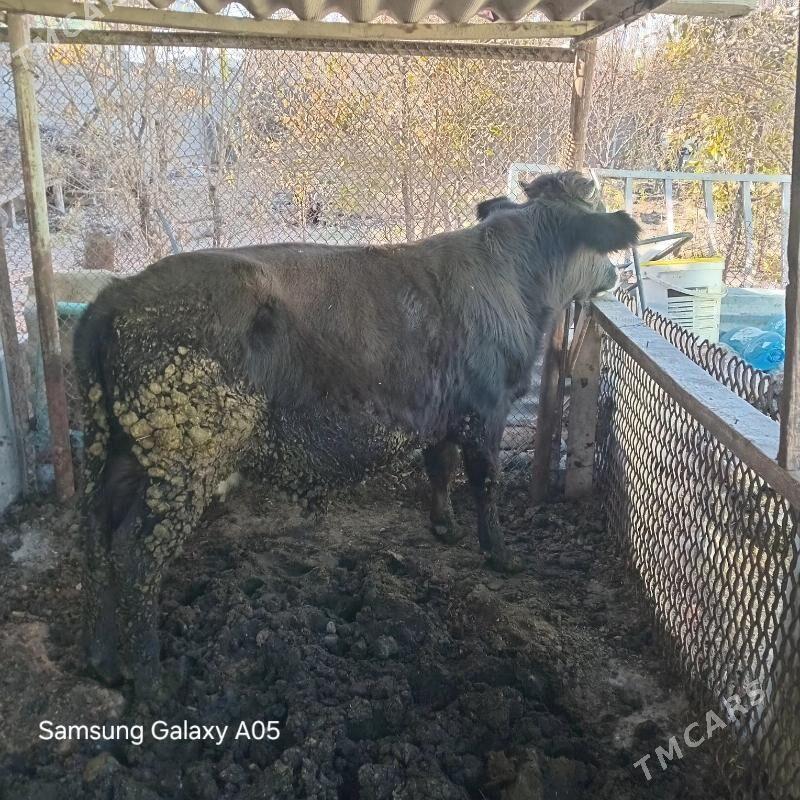 ökiz - Ашхабад - img 2