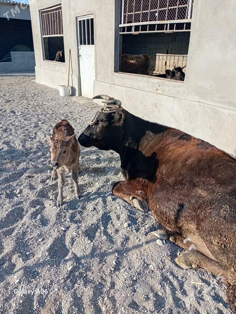 Ğöleli sgr - Gyzylarbat - img 3