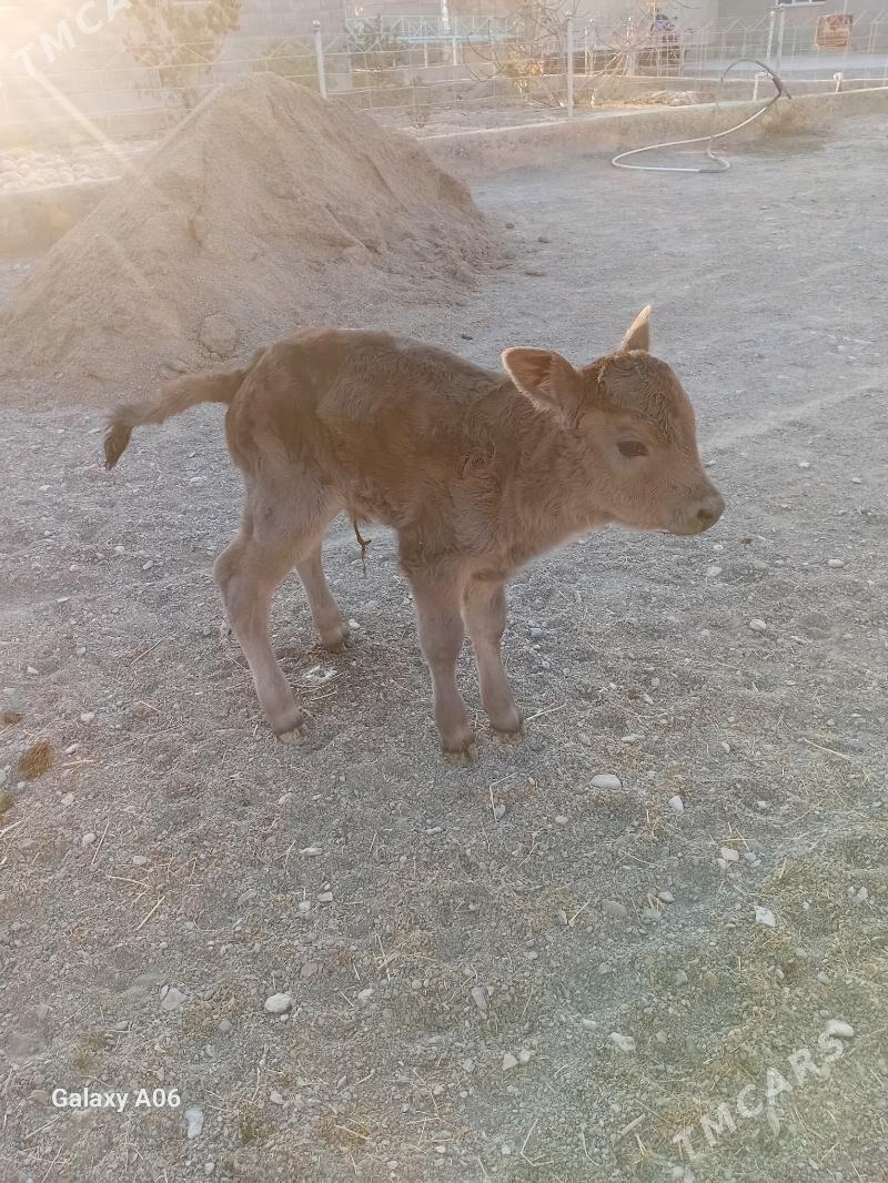 Ğöleli sgr - Gyzylarbat - img 1