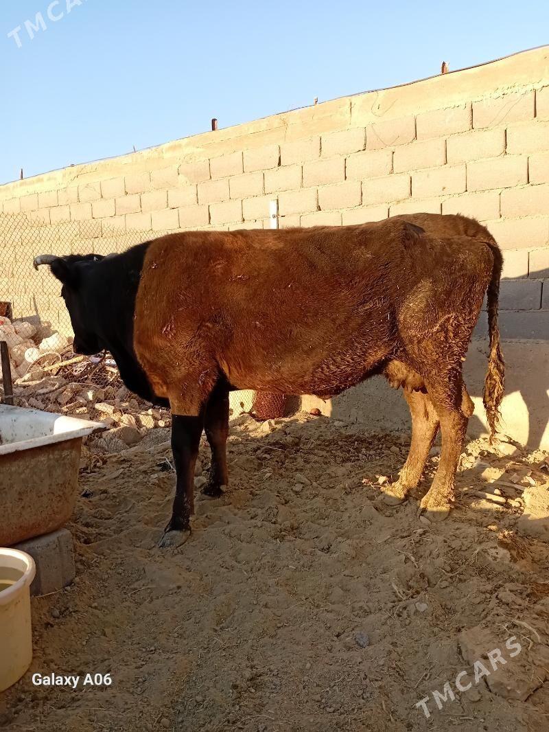 Ğöleli sgr - Gyzylarbat - img 2