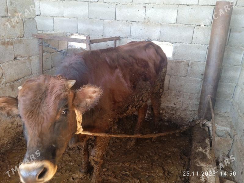 ökuz tuwe - Bagyr - img 3