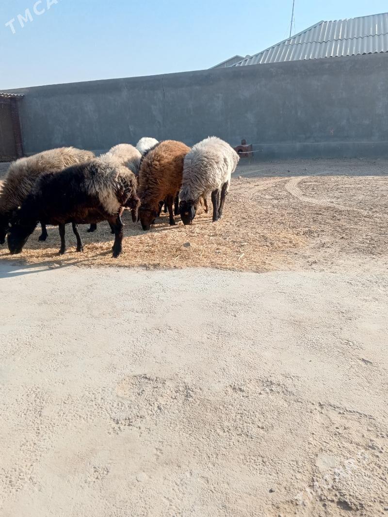 Goyun Tokly - Мары - img 5