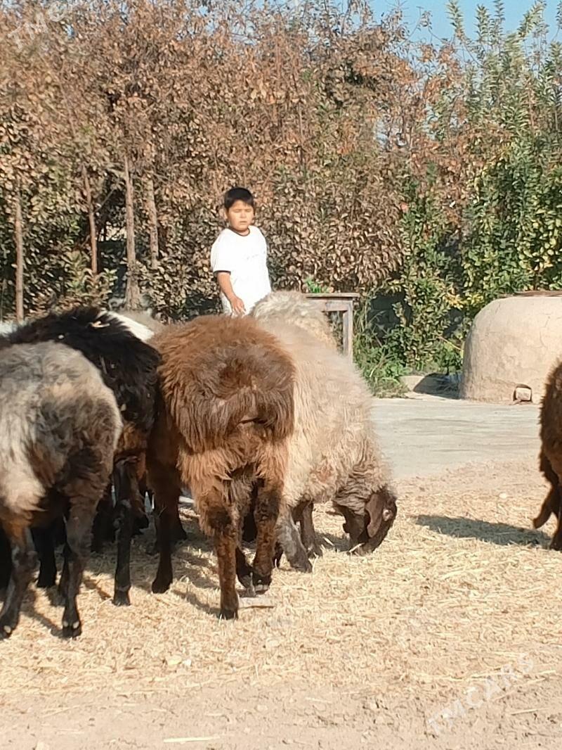 Goyun Tokly - Мары - img 3