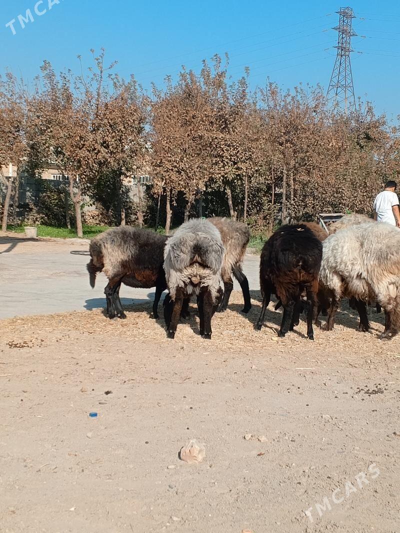 Goyun Tokly - Мары - img 1