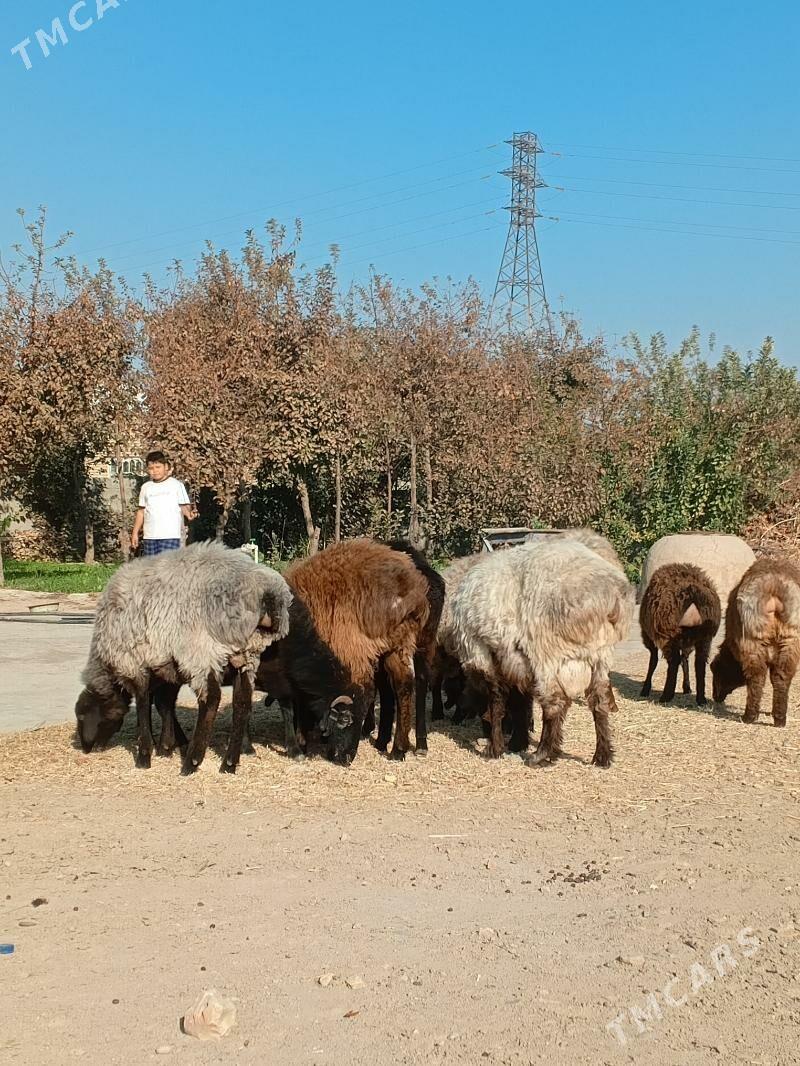 Goyun Tokly - Мары - img 6