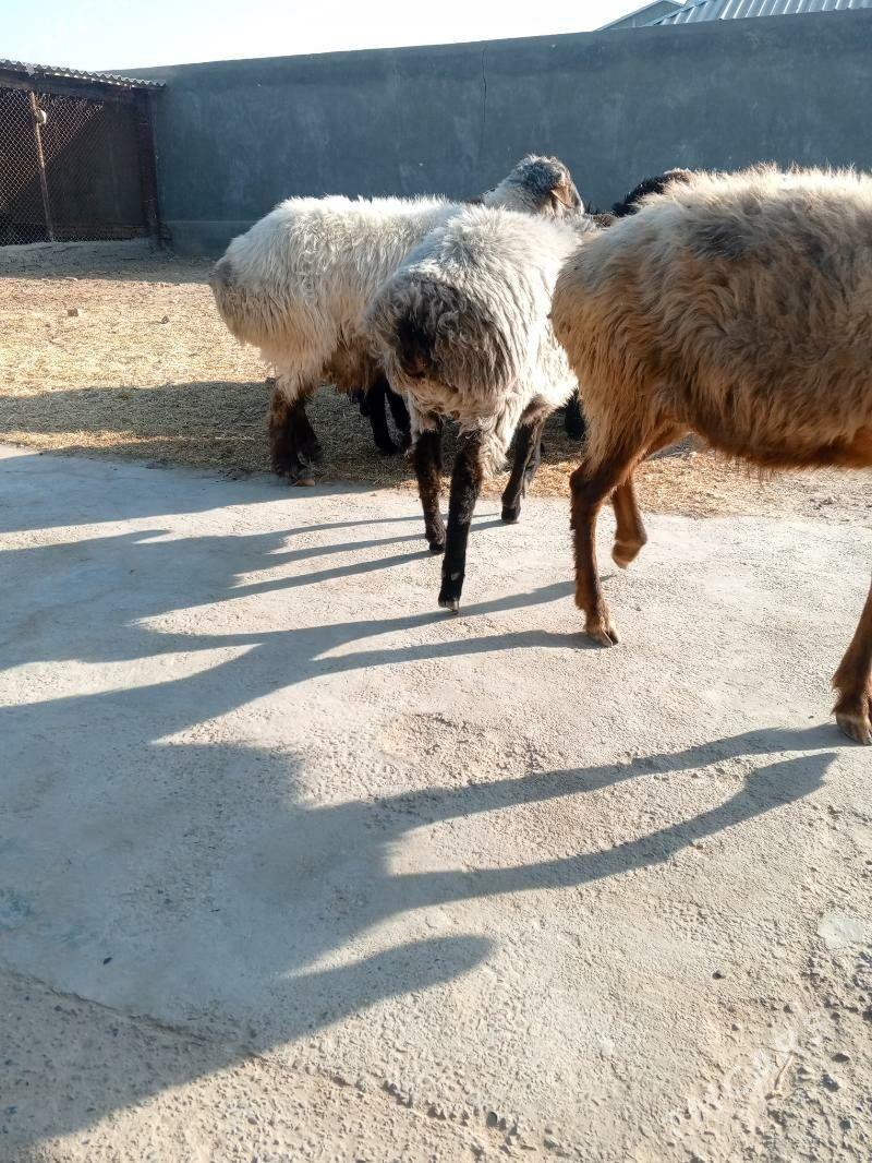 Goyun Tokly - Мары - img 4