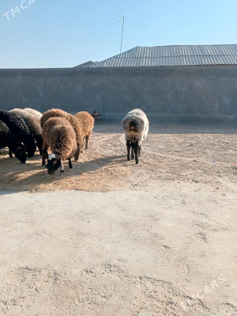 Goyun Tokly - Мары - img 2