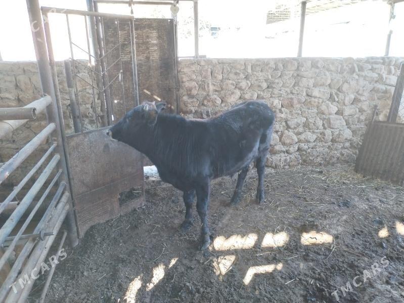 Okuz - Jebel - img 2