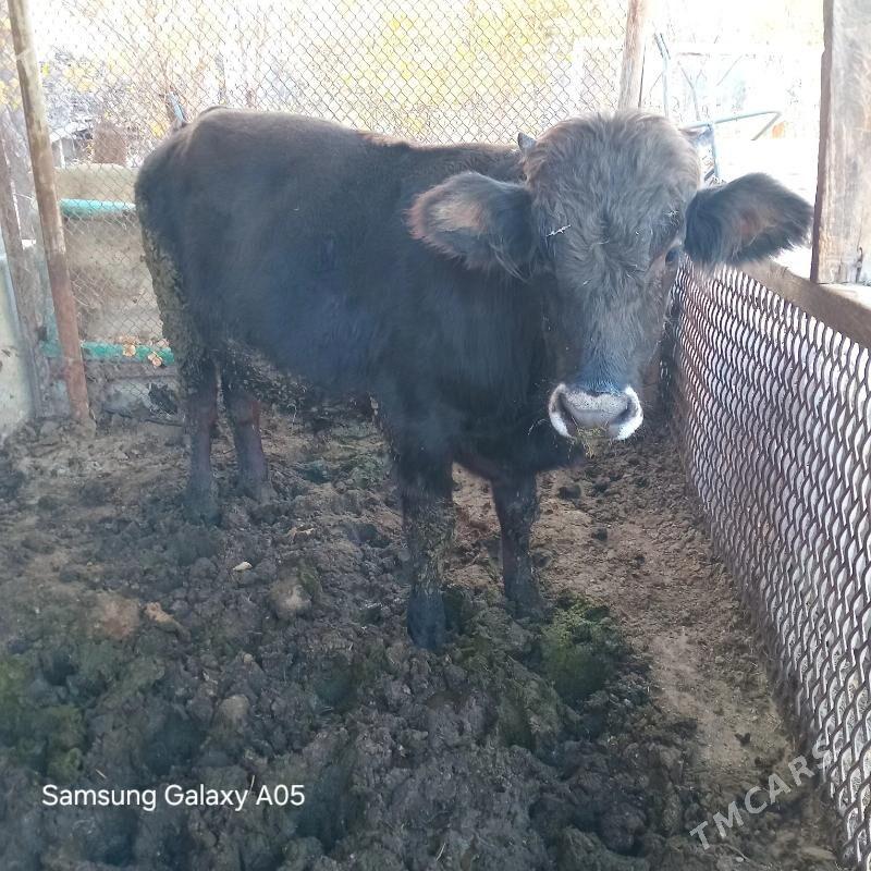 ökiz - Ашхабад - img 5