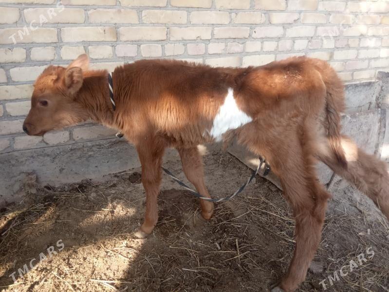 goleli sygyr - Sakar - img 4