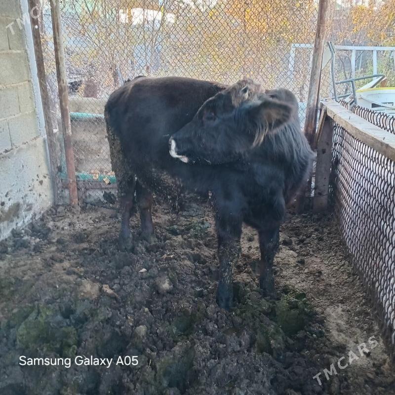 ökiz - Ашхабад - img 4