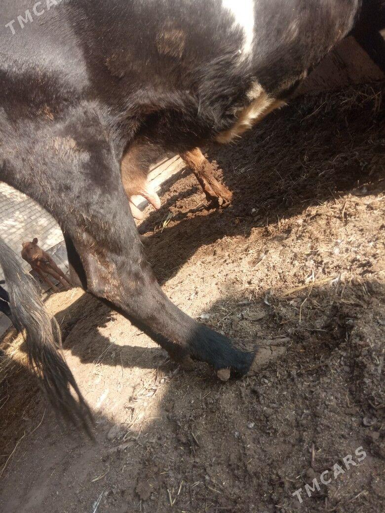 goleli sygyr - Sakar - img 3