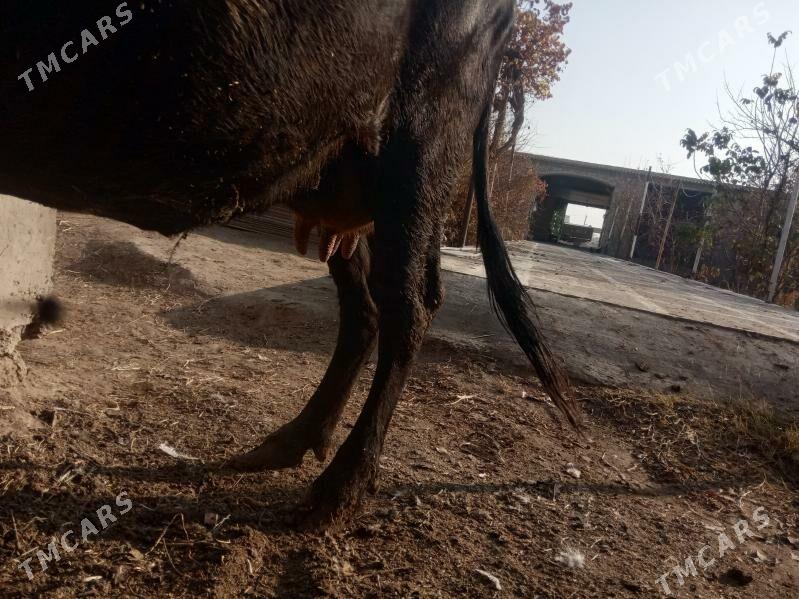 goleli sygyr - Sakar - img 2