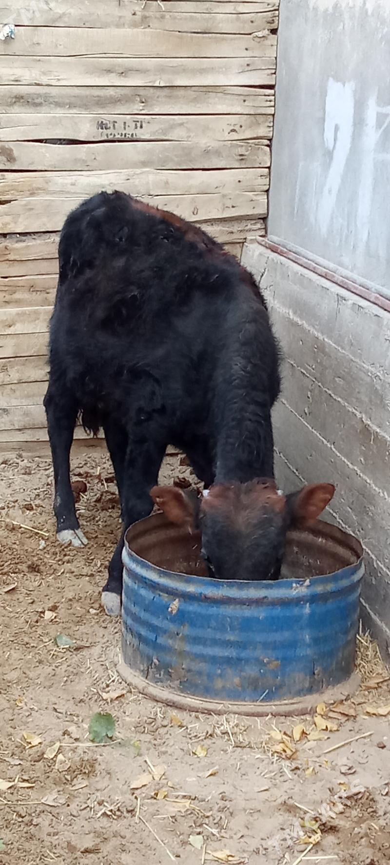 öküz - Jebel - img 4