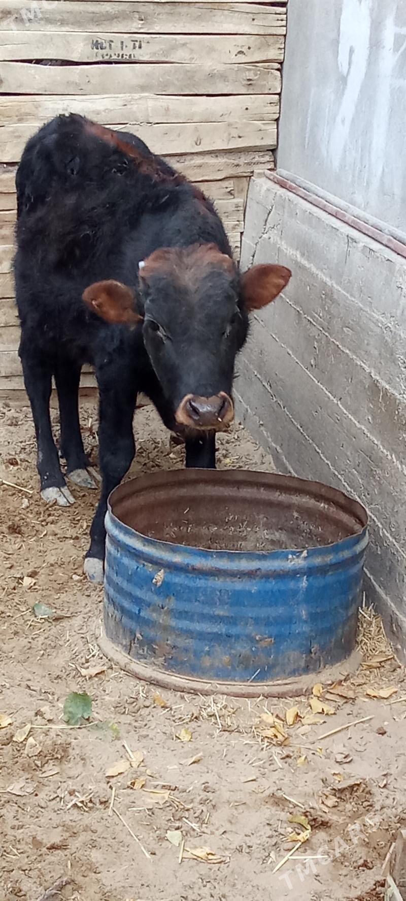 öküz - Jebel - img 1