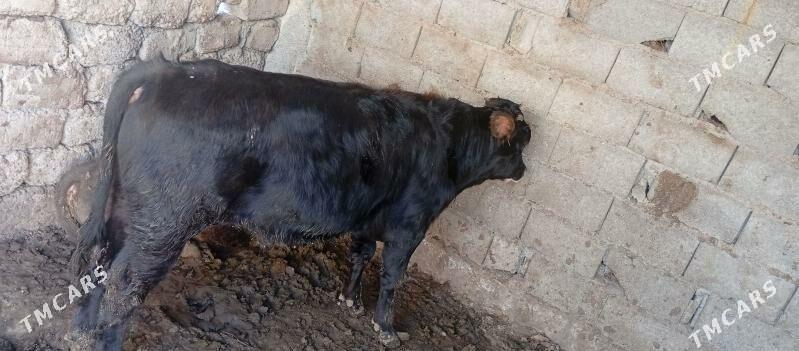 Okuz - Bagyr - img 2