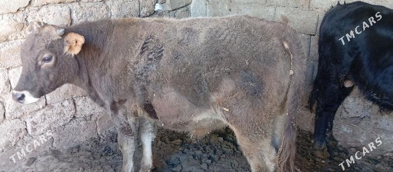 Okuz - Bagyr - img 3