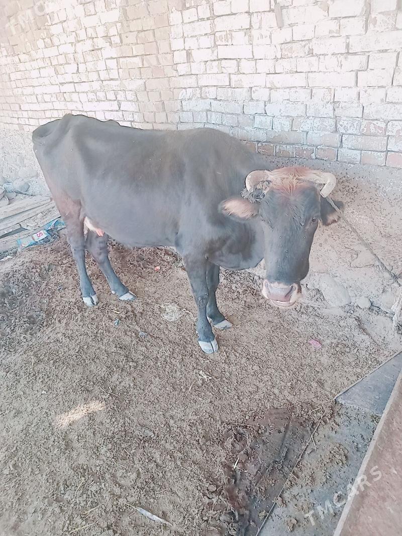 satlyk sygyr - Änew - img 2