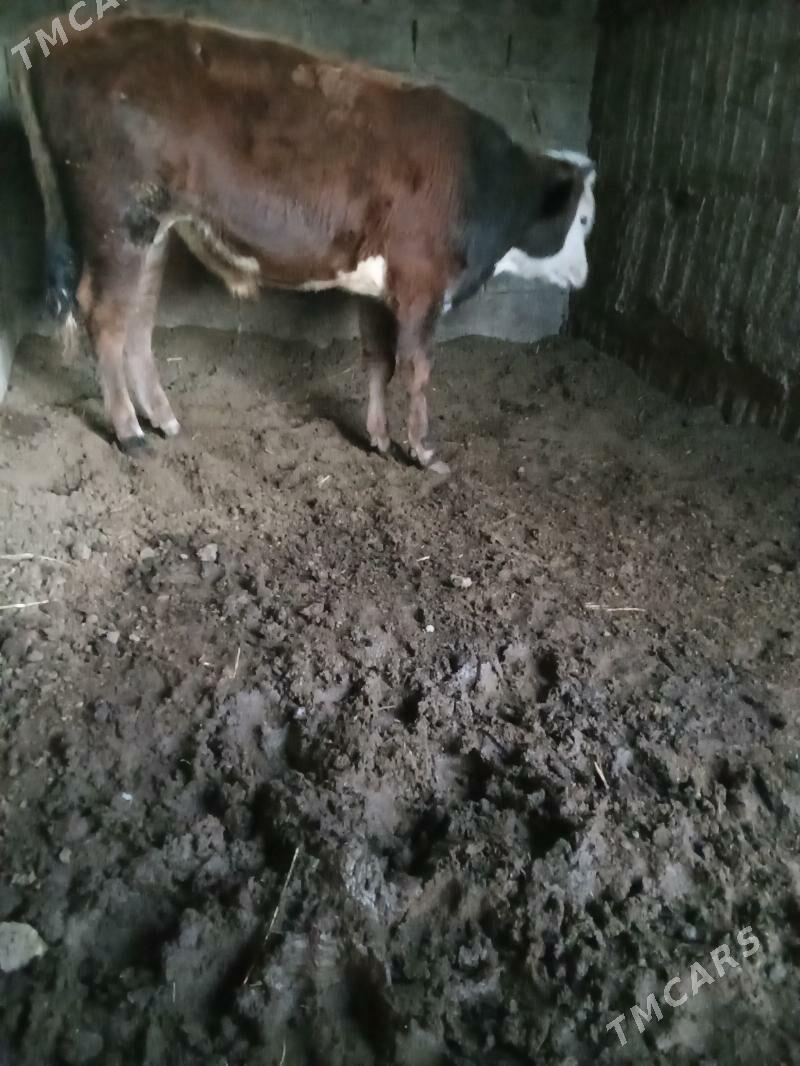 öküz - Büzmeýin - img 2