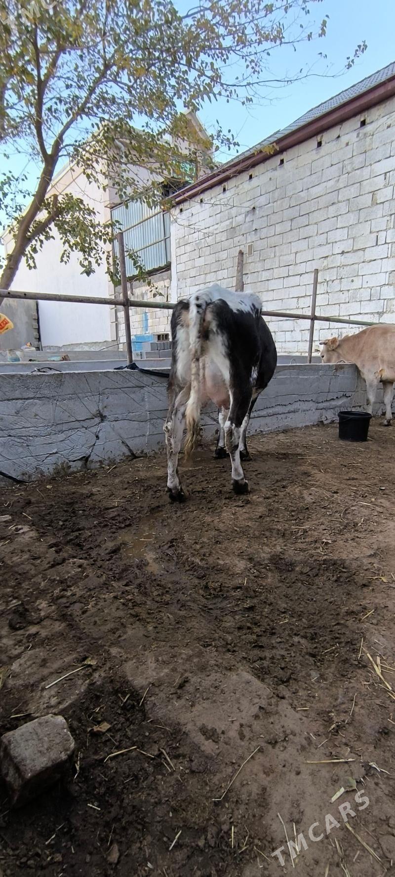 Goleli sygyr - Çoganly - img 2