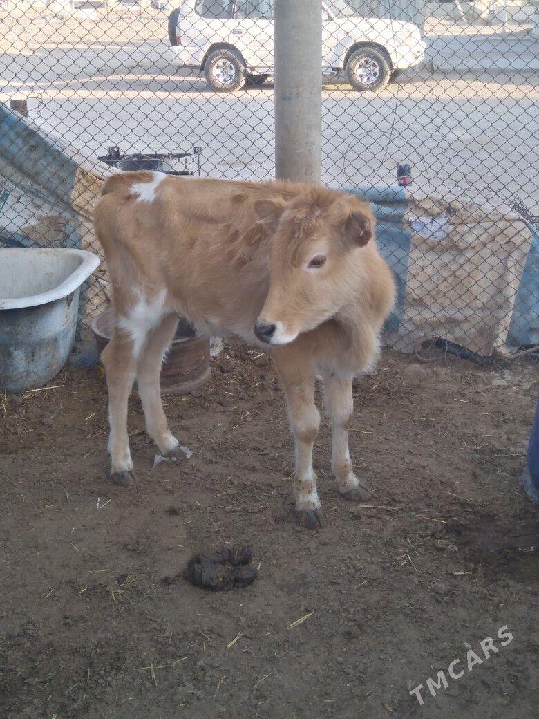 Gacar - Балканабат - img 2