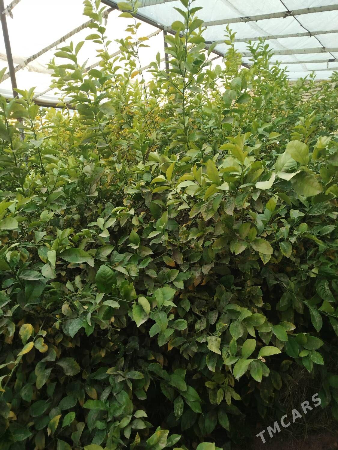 Limon nahallar - Mary - img 1