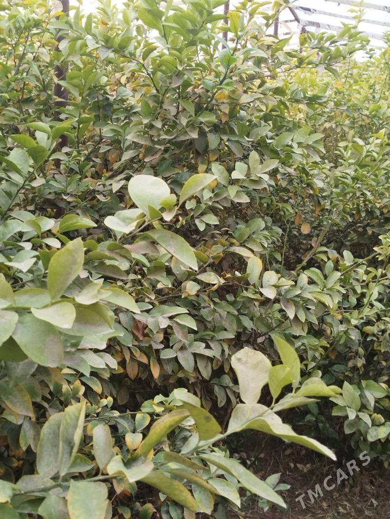 Limon nahallar - Mary - img 2