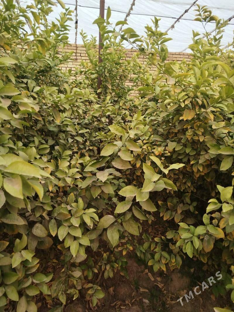 Limon nahallar - Mary - img 4