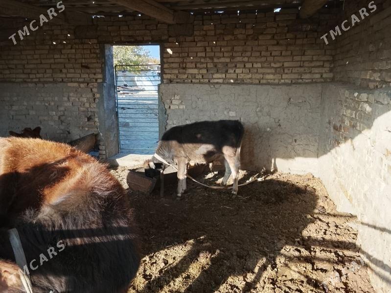 okuzce swet - Mary - img 3