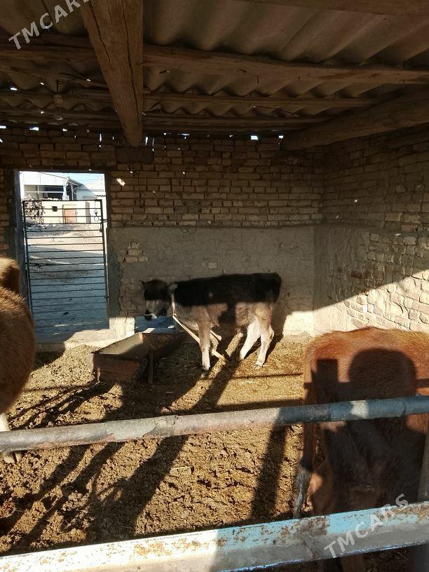 okuzce swet - Mary - img 2