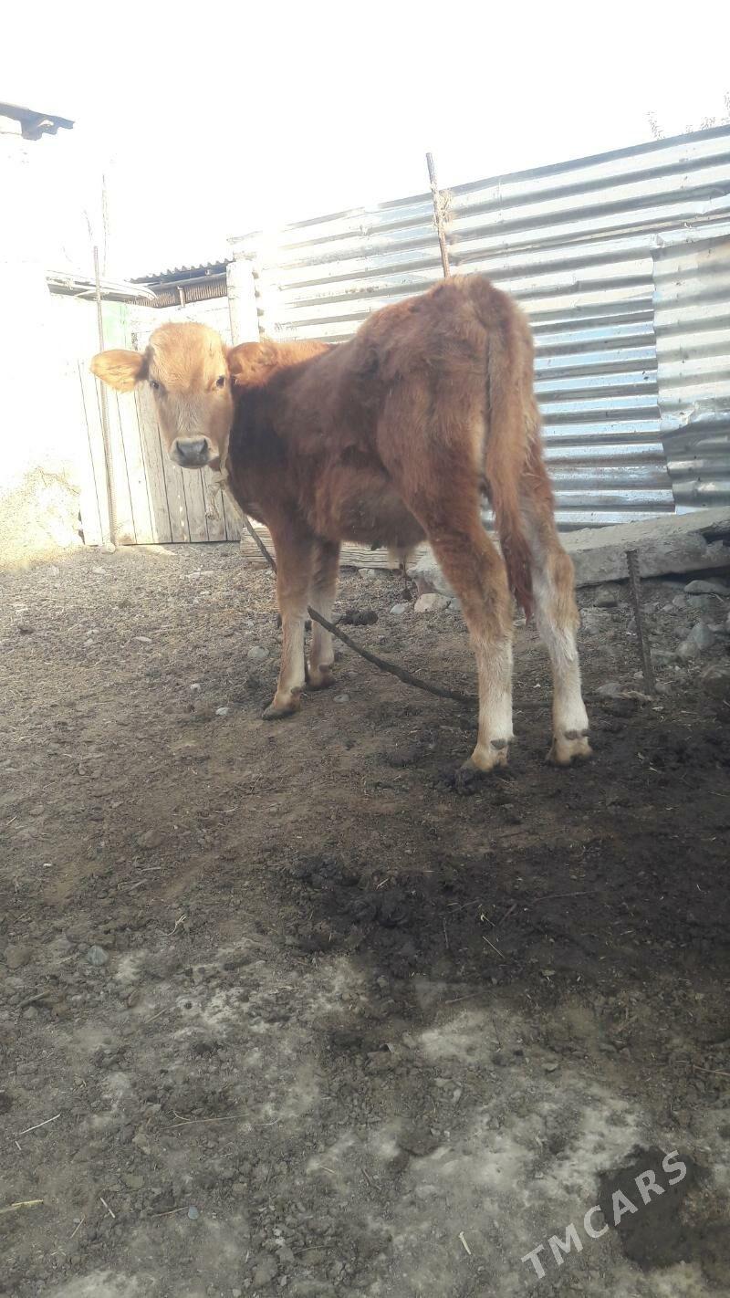 okuz - Gökdepe - img 2