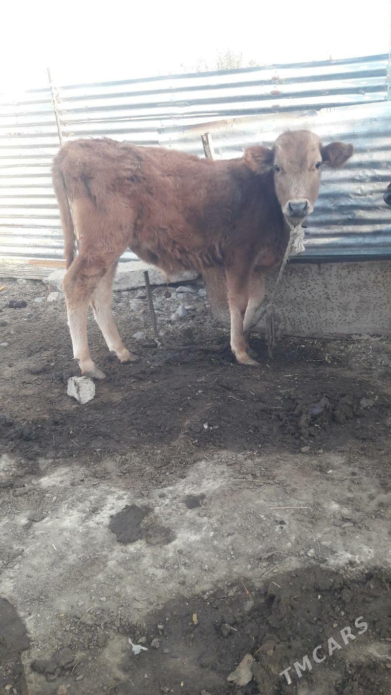 okuz - Gökdepe - img 4