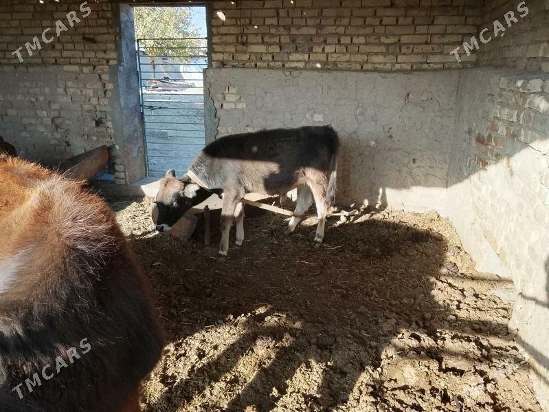 okuzce swet - Mary - img 4